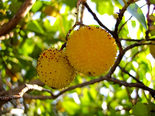 Árvore de morango — Fotografia de Stock