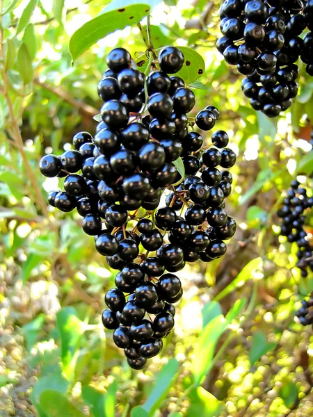 Zwarte Heggenrank wilde vruchten bessen — Stockfoto