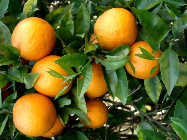 堆在树上的橘子 — 图库照片