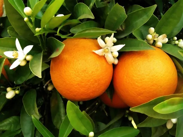 Duas laranjas na laranjeira — Fotografia de Stock