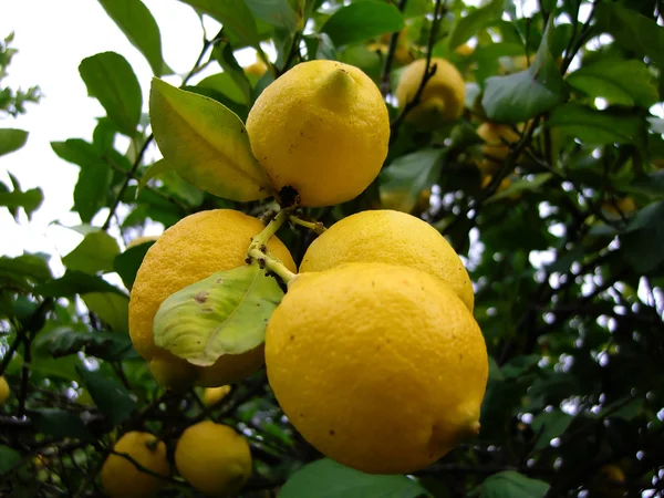 Bunch of lemons — Stock Photo, Image