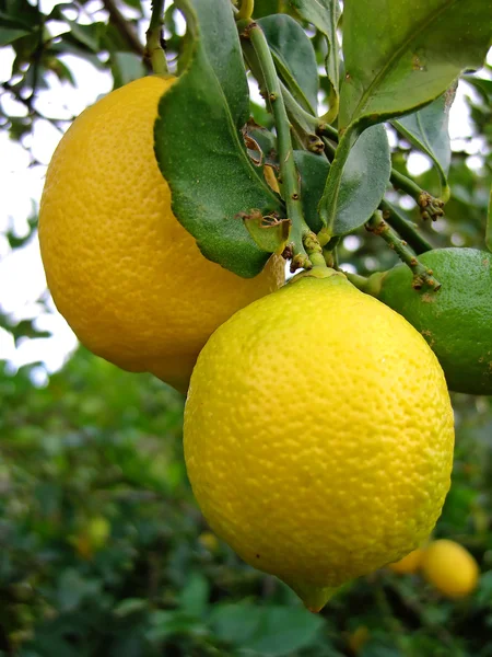 Lemons on the tree — Stock Photo, Image