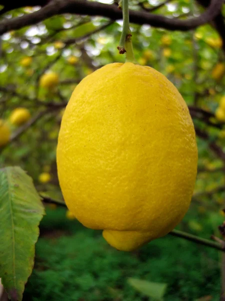 Lemon hanging — Stock Photo, Image