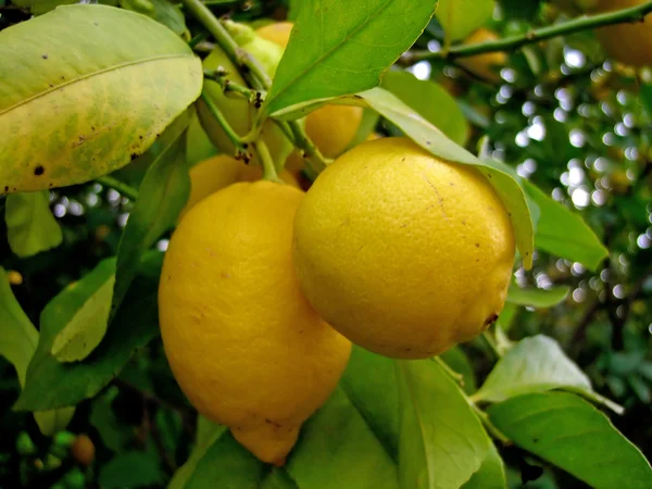レモンの木 — ストック写真