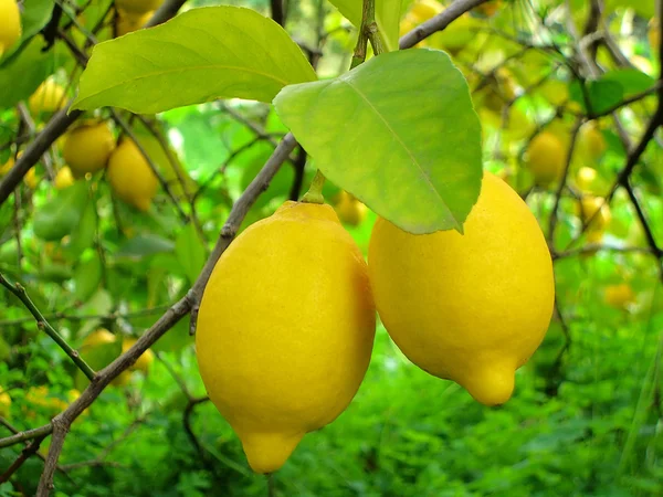 Dos limones. — Foto de Stock