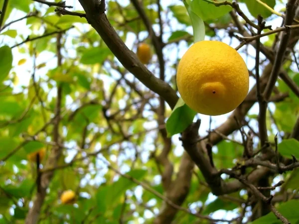 Hängande citron — Stockfoto