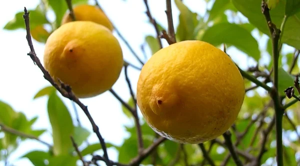 Albero di limone — Foto Stock