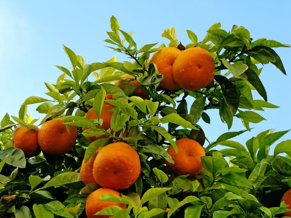 Narancs a fán — Stock Fotó