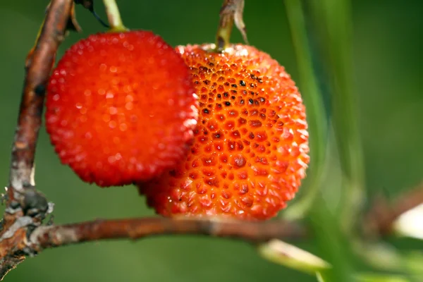 딸기 나무 열매 — 스톡 사진
