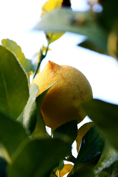 Cytryna na drzewie — Zdjęcie stockowe