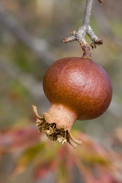 Fruta de la granada — Foto de Stock