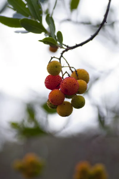 イチゴの木フルーツ — ストック写真