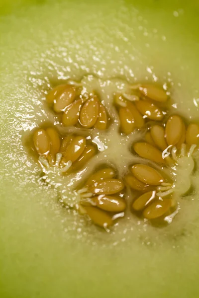 stock image Seeds of melon