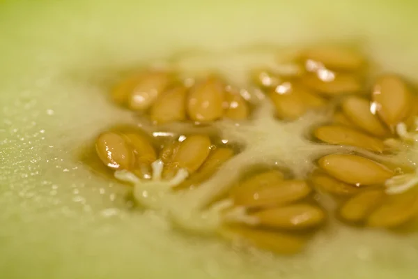 Seeds of melon — Stock Photo, Image