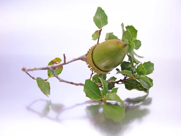 Branch of acorns — Stock Photo, Image