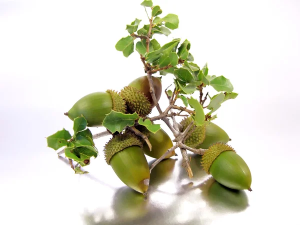 Branch of acorns — Stock Photo, Image