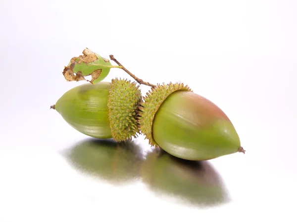 stock image Branch of acorns