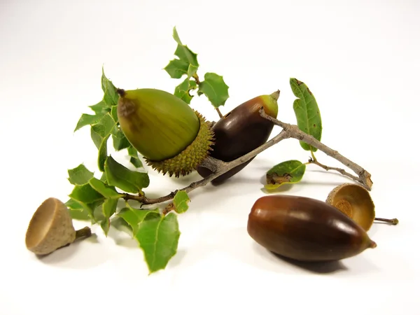 stock image Branch of acorns