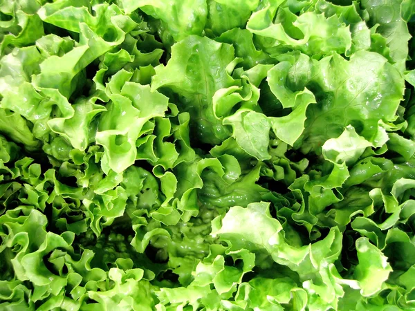 stock image Fresh lettuce