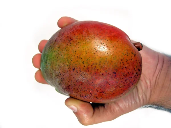 Hand-Mango — Stockfoto