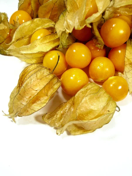 Pęcherzyca owoce — Zdjęcie stockowe
