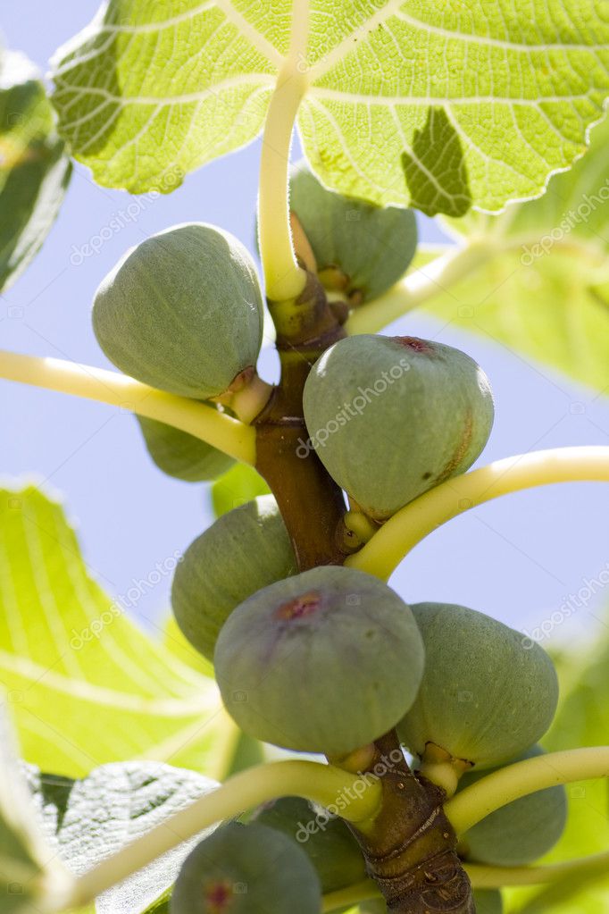 Many figs on the tree Stock Photo by ©membio 5234179