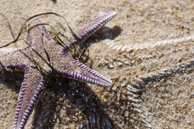 Kumdaki denizyıldızı.