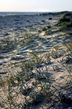 Beach shoreline bitki örtüsü