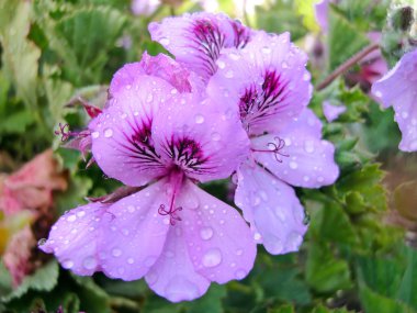 Martha Washington geranium clipart