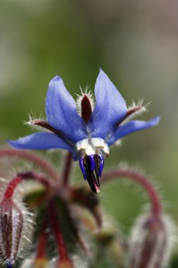 starflower hodan