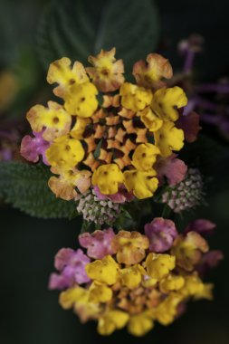 Lantana çiçek