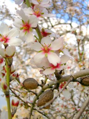 Blossom of almond tree clipart