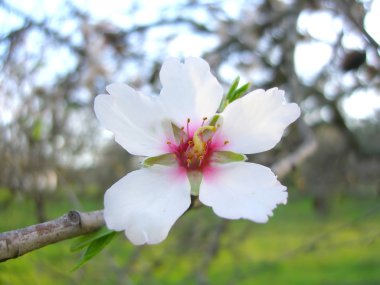 Almond blossom flower clipart