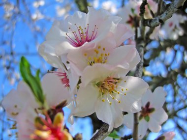 Almond blossom flower clipart