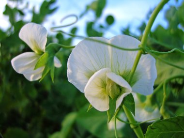 Closeup on pea flower clipart