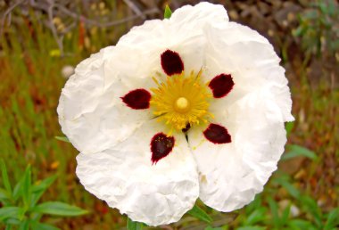 White Cistus clipart