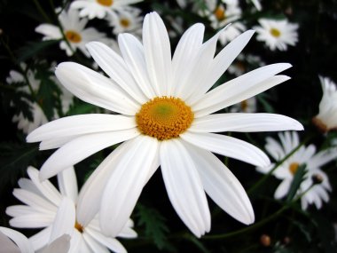 European daisy clipart