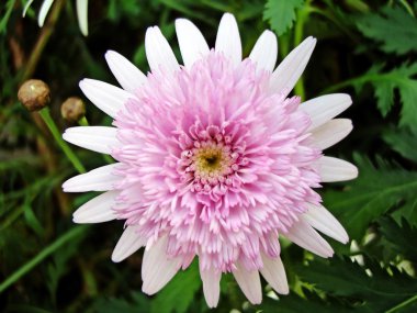 Chrysanthemum 'Magenta Pink'