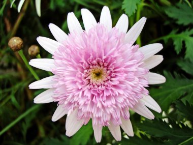 Chrysanthemum 'Magenta Pink' clipart