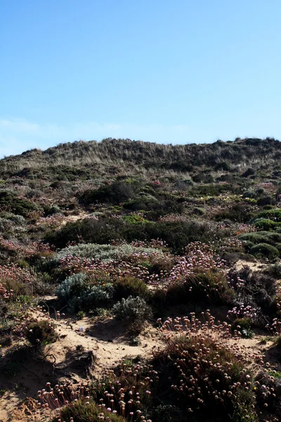 Kumul bitki örtüsü — Stok fotoğraf