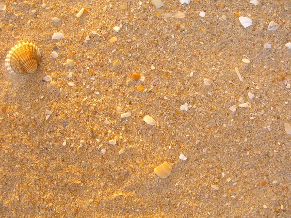 Shell en la playa —  Fotos de Stock
