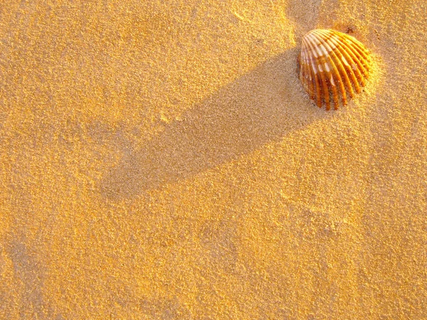 Shell op strand — Stockfoto