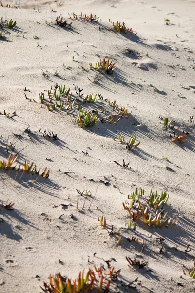 Plaża roślinności — Zdjęcie stockowe