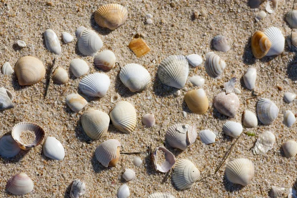 Muchas conchas marinas — Foto de Stock