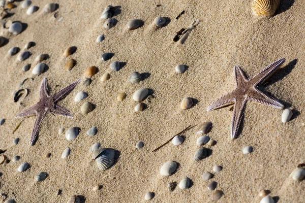 Étoile de mer sur le sable — Photo