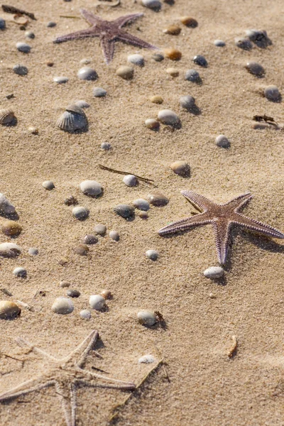 Estrellas de mar en la arena — Foto de Stock