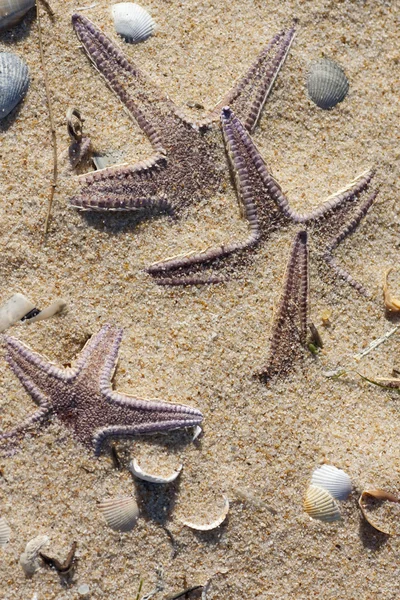 Zeester op het zand — Stockfoto