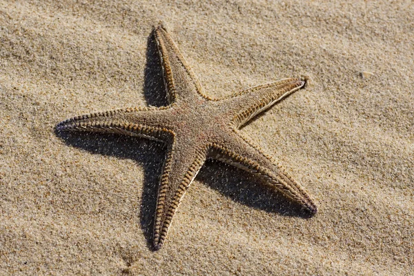 Starfish on the sand — Stock Photo, Image