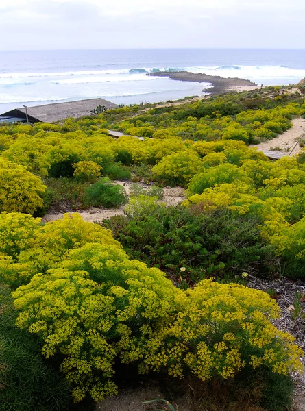 Arbustos amarillos en Vila Nova — Foto de Stock