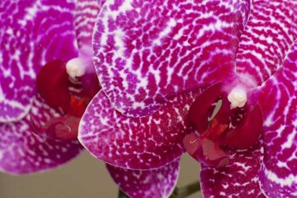 Stock image Pink orchid flowers